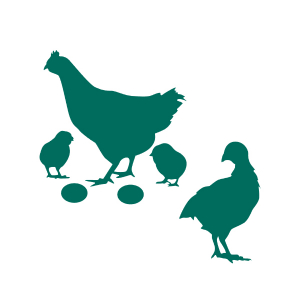 Organic Poultry Chick-starter crumble