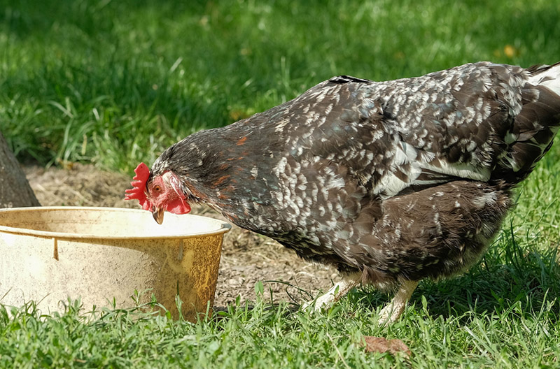 Keep your hens cool with plenty of hydration