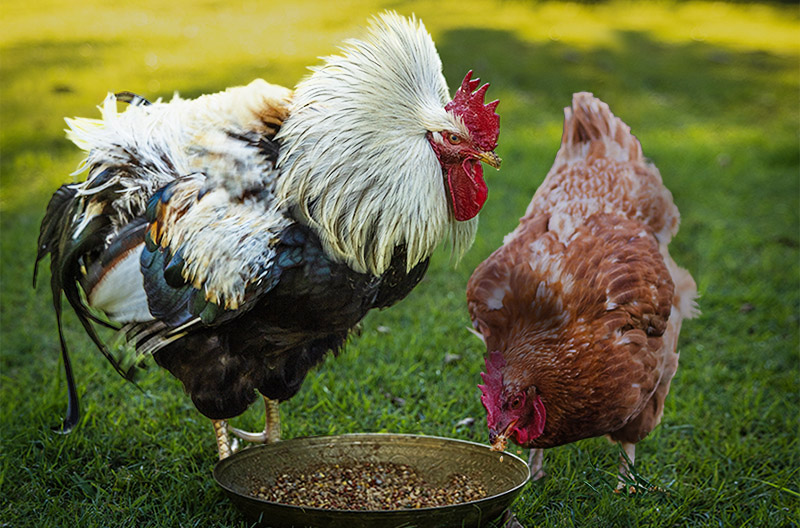 Is fermenting your chicken feed a good practice?