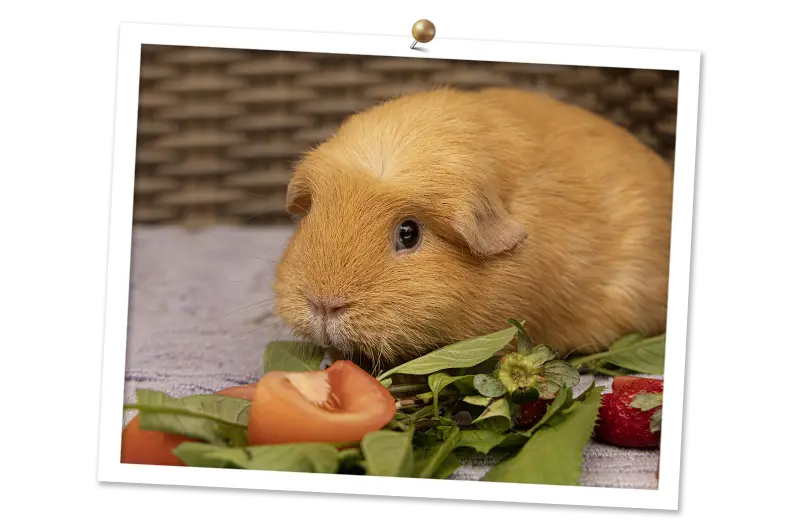 Feeding Guinea Pigs